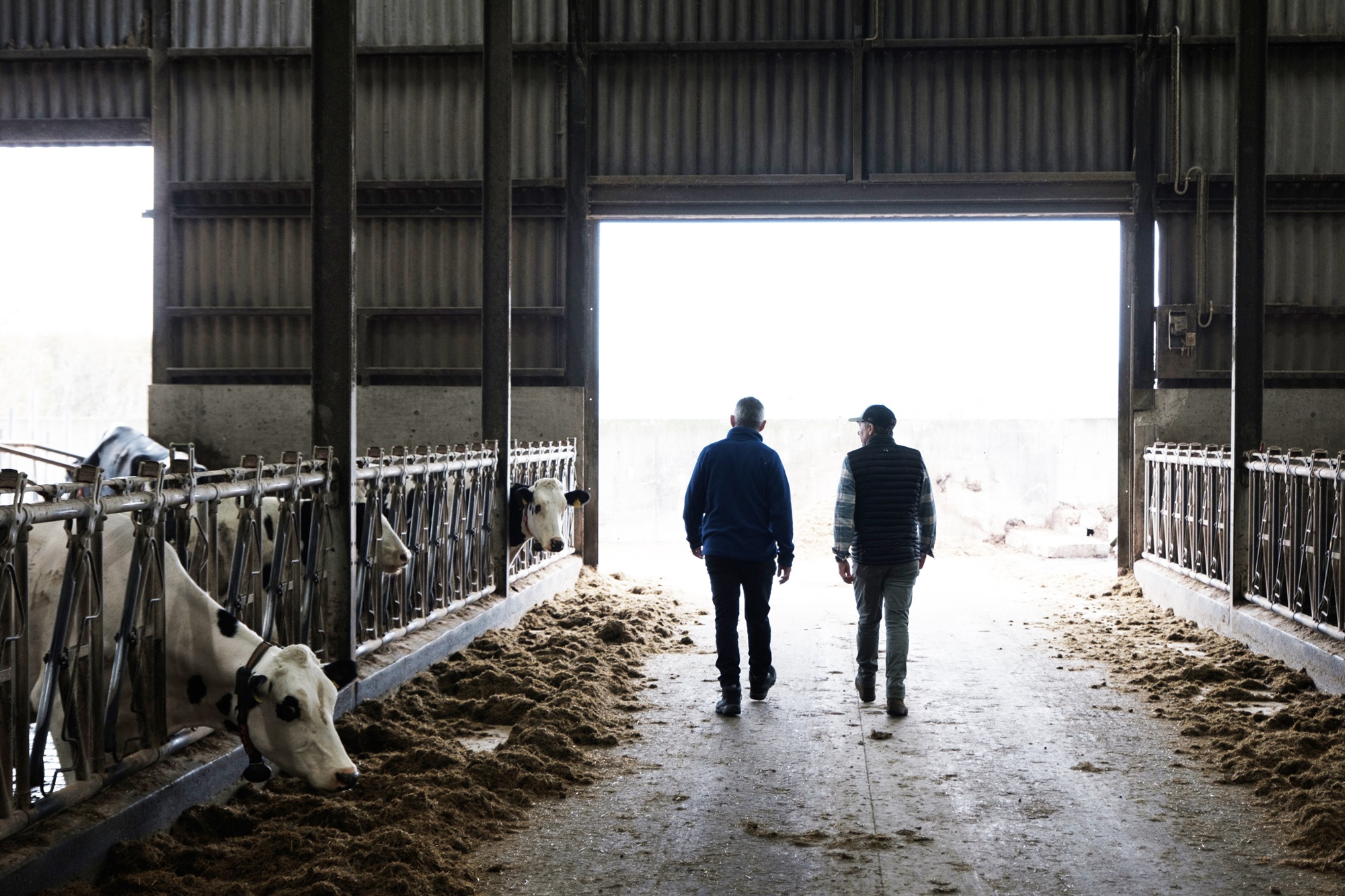 Two men walk down the aisle of a dairy barn towards an open door, with black and white cows lining the enclosures on either side.